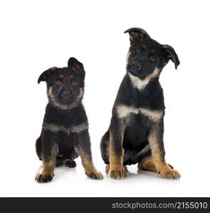 puppies german shepherd in front of white background