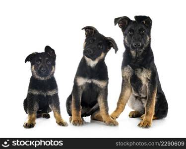 puppies german shepherd in front of white background