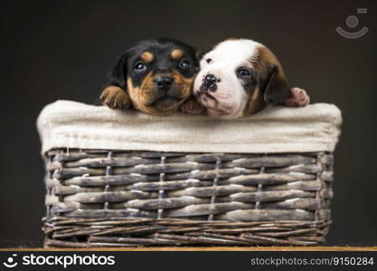 Puppies in a wicker basket