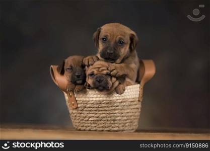 Puppies in a wicker basket