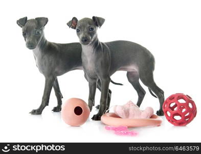 puppies italian greyhound in front of white background