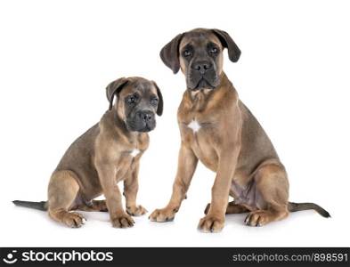 puppies italian mastiff in front of white background
