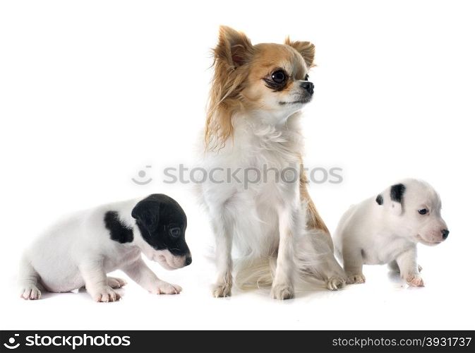 puppies jack russel terrier and chihuahua in front of white background