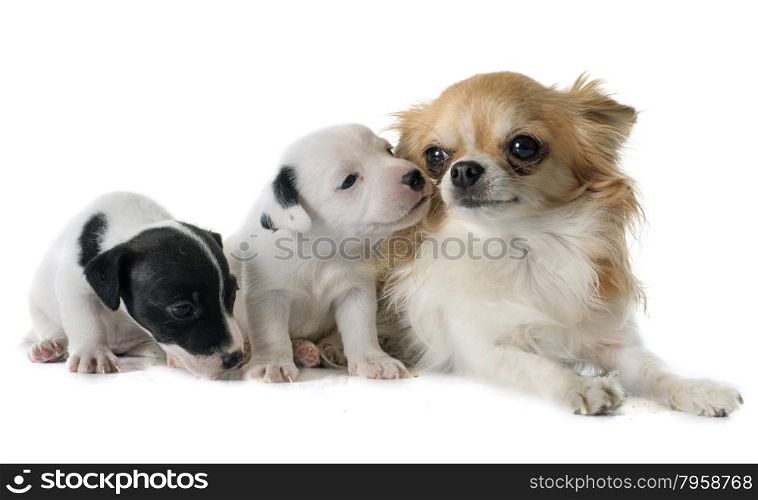 puppies jack russel terrier and chihuahua in front of white background