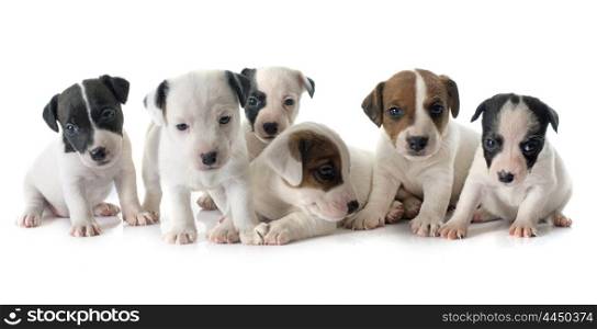 puppies jack russel terrier in front of white background