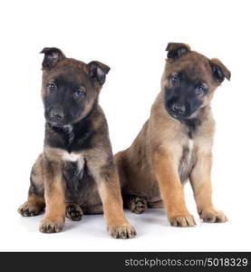 puppies malinois in front of white background