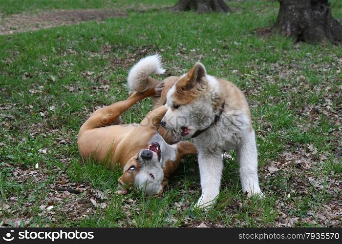 Puppies of Akita inu and American Staffordshire Terrier playing in public garden