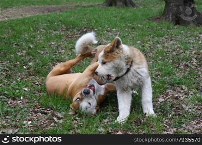 Puppies of Akita inu and American Staffordshire Terrier playing in public garden