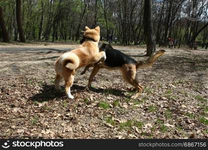 Puppies of Akita Inu and German shepherd palying in public park