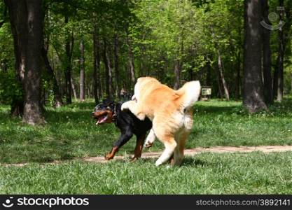 Puppies of Akita Inu and Rottwiler playing in public park