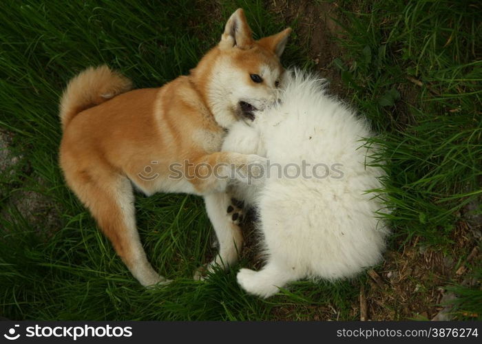 Puppies of Akita Inu and Samoyed enjoying in the game