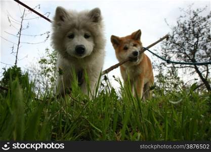Puppies of Akita Inu and Samoyed enjoying in the game