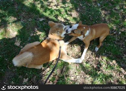 Puppies of Akita Inu and Staffordshire terrier palying in public park