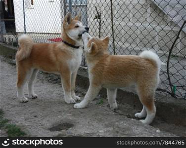 Puppies of great Japanese dog Akita Inu playing in the yard