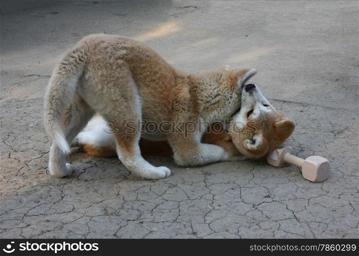 Puppies of great Japanese dog Akita Inu playing in the yard