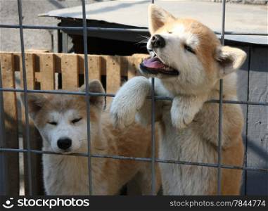 Puppies of Japanese dog Akita Inu in their cage