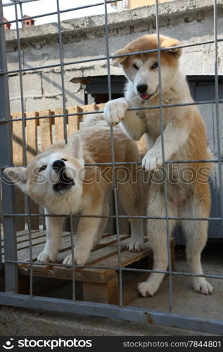 Puppies of Japanese dog Akita Inu in their cage