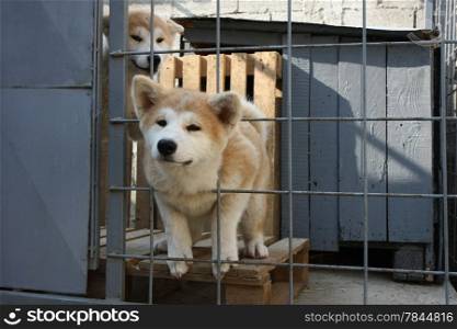 Puppies of Japanese dog Akita Inu in their cage