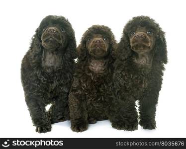 puppies poodles in front of white background
