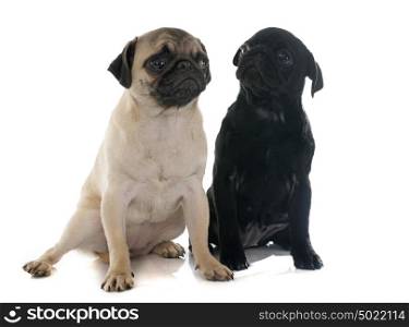 puppies pug in front of white background