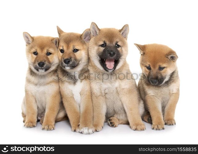 puppies shiba inu in front of white background