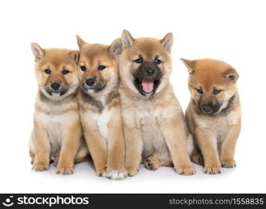puppies shiba inu in front of white background