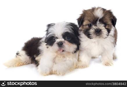 puppies shitzu in front of white background