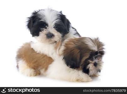puppies shitzu in front of white background