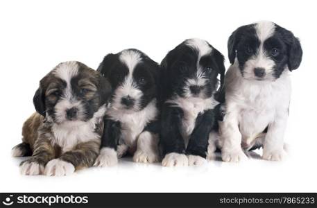 puppies tibetan terrier in front of white background