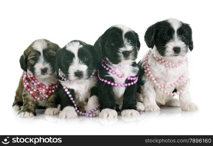 puppies tibetan terrier in front of white background