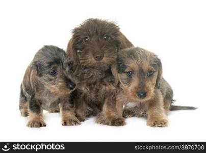 puppies Wire haired dachshund in front of white background