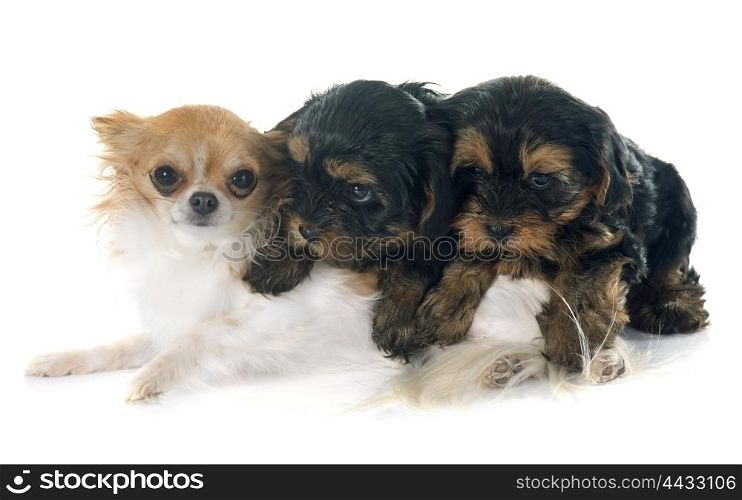 puppies yorkshire terrier and chihuahua in front of white background