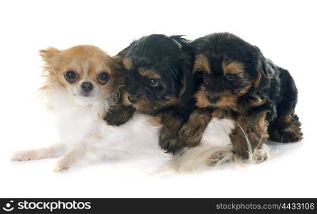 puppies yorkshire terrier and chihuahua in front of white background