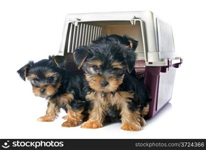 puppies yorkshire terrier in front of white background