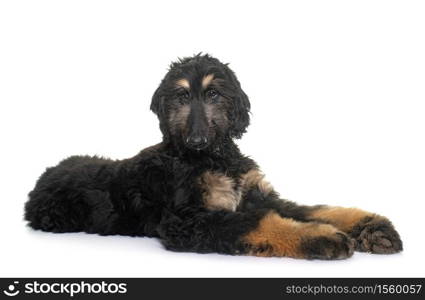 puppy afghan hound in front of white background