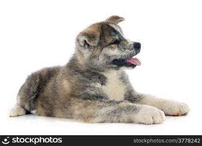 puppy akita inu in front of white background