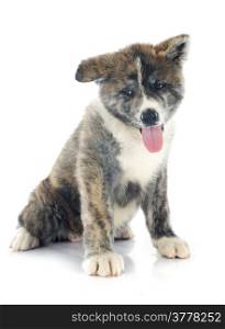 puppy akita inu in front of white background