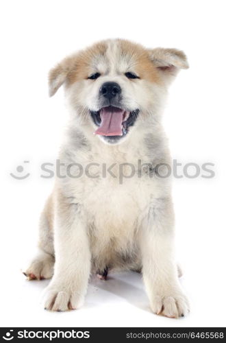 puppy akita inu in front of white background