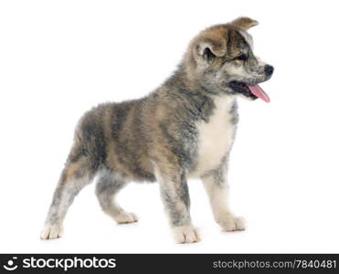 puppy akita inu in front of white background