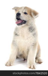 puppy akita inu in front of white background