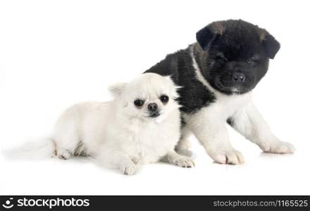 puppy american akita and chihuahua in front of white background