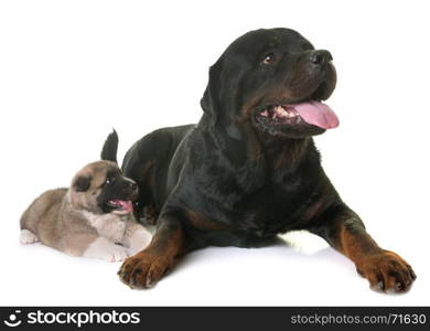 puppy american akita and rottweiler in front of white background