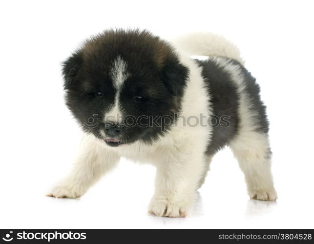 puppy american akita in front of white background