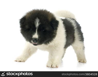 puppy american akita in front of white background