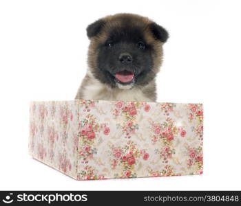 puppy american akita in front of white background