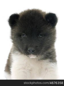 puppy american akita in front of white background