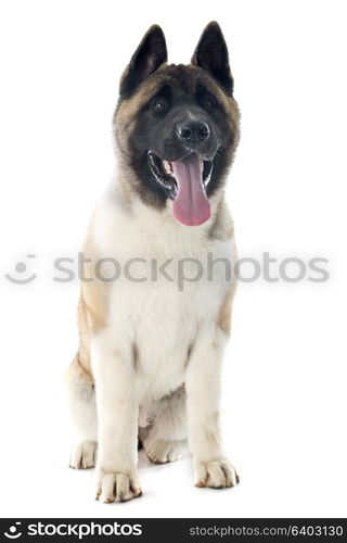 puppy american akita in front of white background