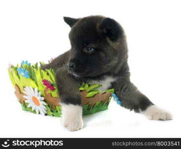 puppy american akita in front of white background