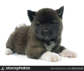 puppy american akita in front of white background
