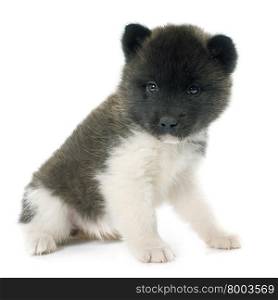puppy american akita in front of white background